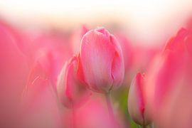 Rosa Tulpe in voller Blüte – Nahaufnahme aus der niederländischen Blumenzwiebelregion