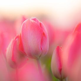 Rosa Tulpe in voller Blüte – Nahaufnahme aus der niederländischen Blumenzwiebelregion von Sjon de Mol