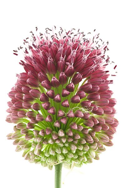 essen teller Kreative Tasse, Porzellantasse ORNAMENTAL FLOWERS