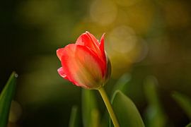 Tulip with dewdrops by Karin Jähne
