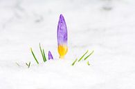 De lente staat voor de deur - krokus in de sneeuw van ManfredFotos thumbnail