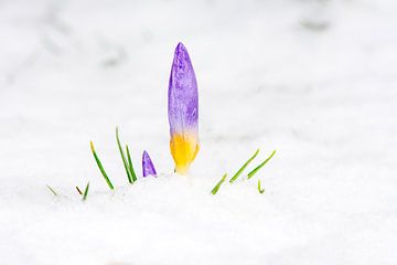 De lente staat voor de deur - krokus in de sneeuw van ManfredFotos