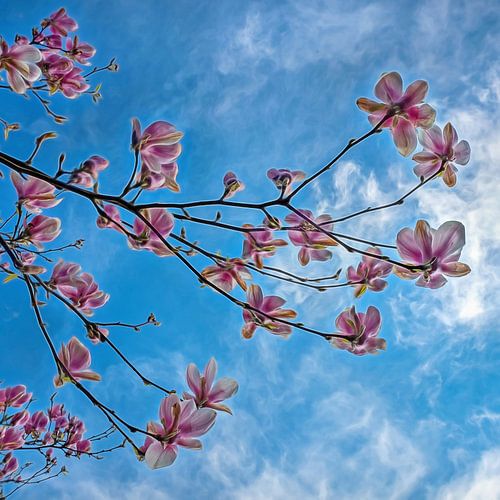 De belles fleurs de magnolia en fleurs au printemps