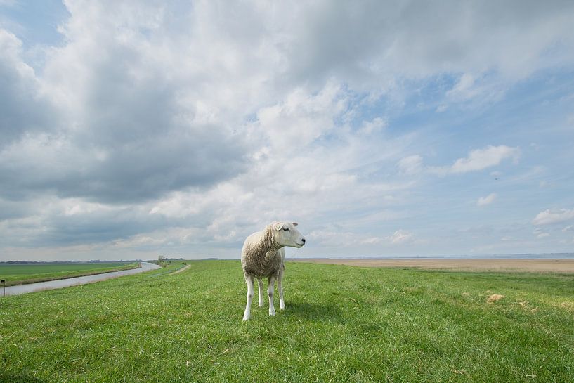 schaap op de dijk aan de Waddenzee, sheep, schaf van M. B. fotografie