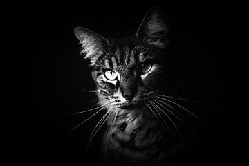 Cypress Katze low key schwarz und weiß Porträt von Maud De Vries