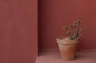Stillleben Sukkulente im Terrakotta-Topf von Michelle Jansen Photography Miniaturansicht