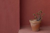 Nature morte d'une plante succulente dans un pot en terre cuite