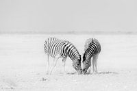 Zwei Zebras auf einer endlosen leeren Ebene