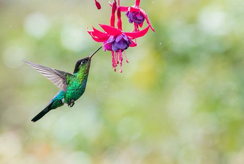Fiery-throated Hummingbird met fuchsia bloem