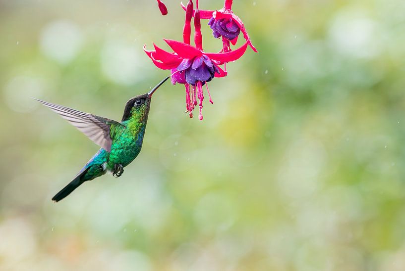 Feuerkehlkolibri mit fuchsienfarbener Blüte von RobJansenphotography