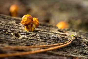 Small and fine by Floris van Woudenberg
