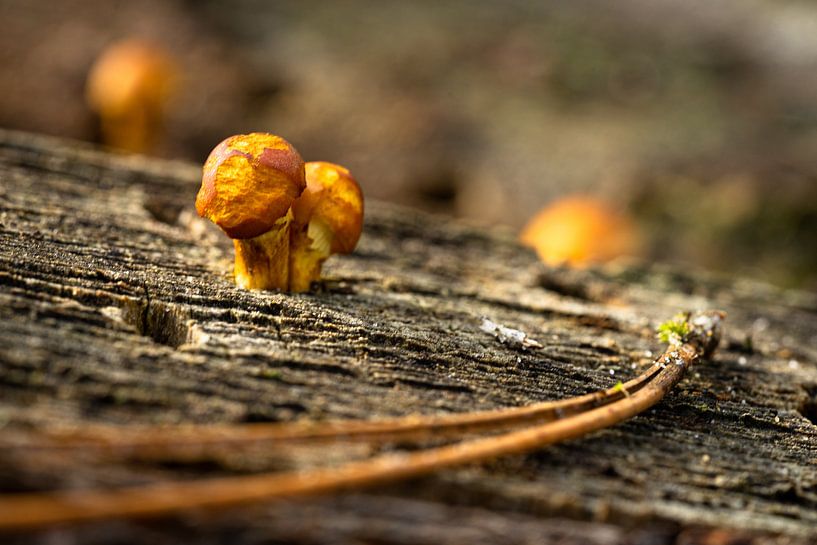Small and fine by Floris van Woudenberg