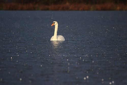 Cygne tuberculé au soleil sur John Kerkhofs