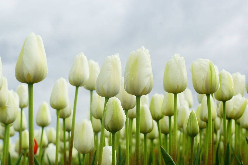 Red and white by Gerda Venema