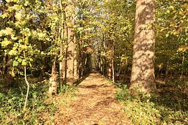 Fairytale forest path in the Manteling by Wendy Hilberath