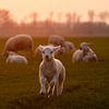 Agneau dans la prairie sur Nynke Altenburg
