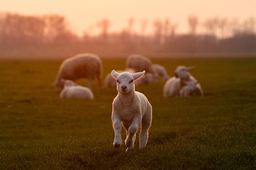Lammetje in de wei