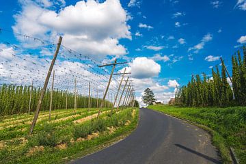 Hoptuin in de Hallertau van ManfredFotos