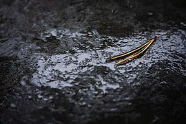 Aiguilles de pin sur roche grise sur Martijn Smeets