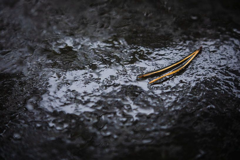 Pine needles on gray rock by Martijn Smeets
