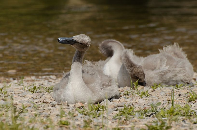 Bébé cygne, enfants cygne, cygne par Anna Hense