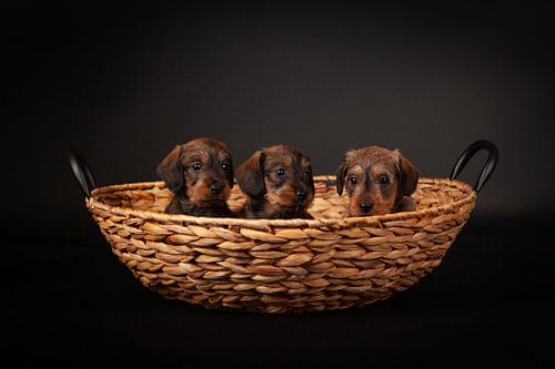 Dachshund puppies