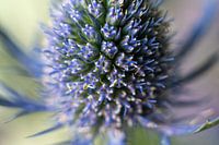 Distel