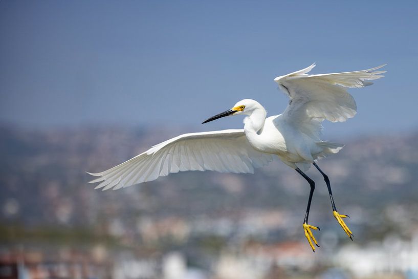 Snowy egret in flight by Andreas Müller
