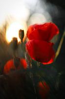 Poppy in evening light