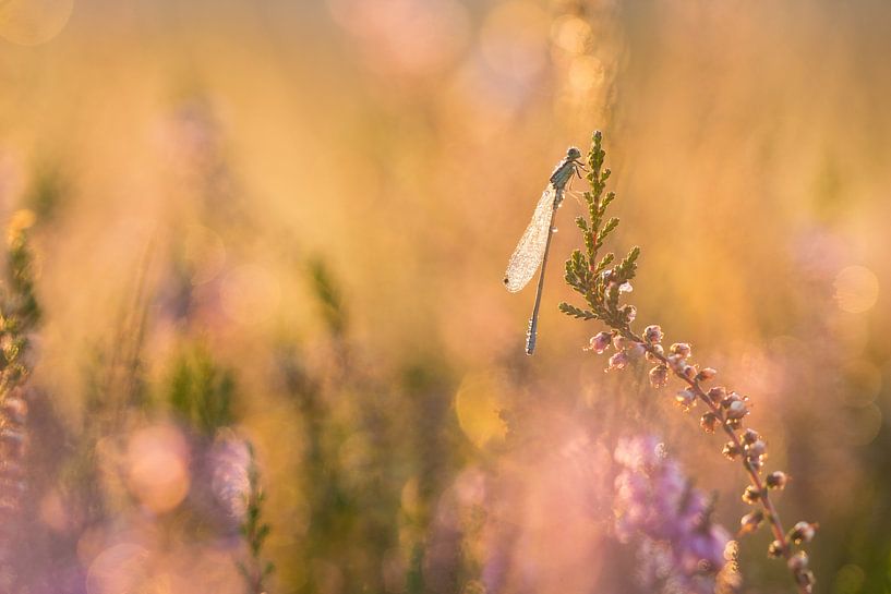 tegenlicht tengere grasjuffer von Francois Debets