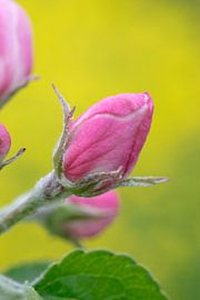 Prachtige close up van de roze bloesem van een appelboom