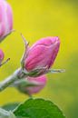 Prachtige close up van de roze bloesem van een appelboom van Patrick Verhoef thumbnail