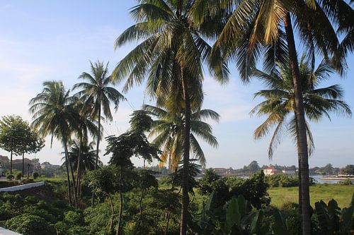 Palm trees and bushes by a lake