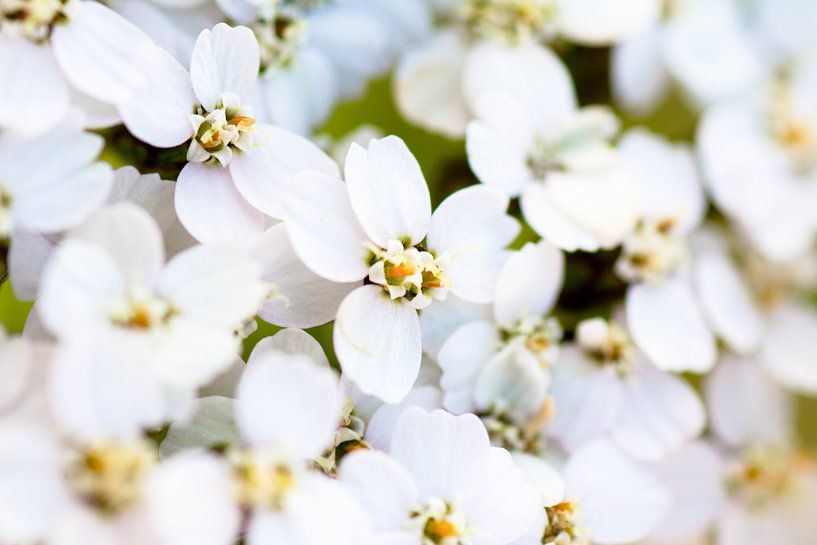 C'est un truc de fleur par Ramon Bovenlander