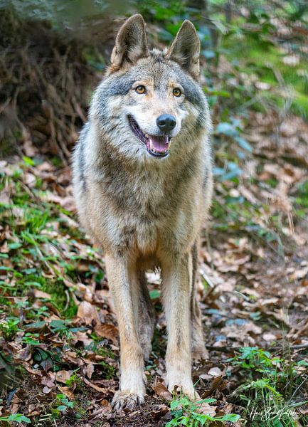 Wolf by Hans-Bernd Lichtblau