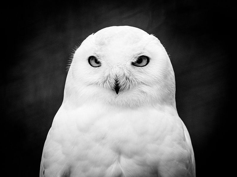 Black-and-white photo of white owl by Jack Tummers