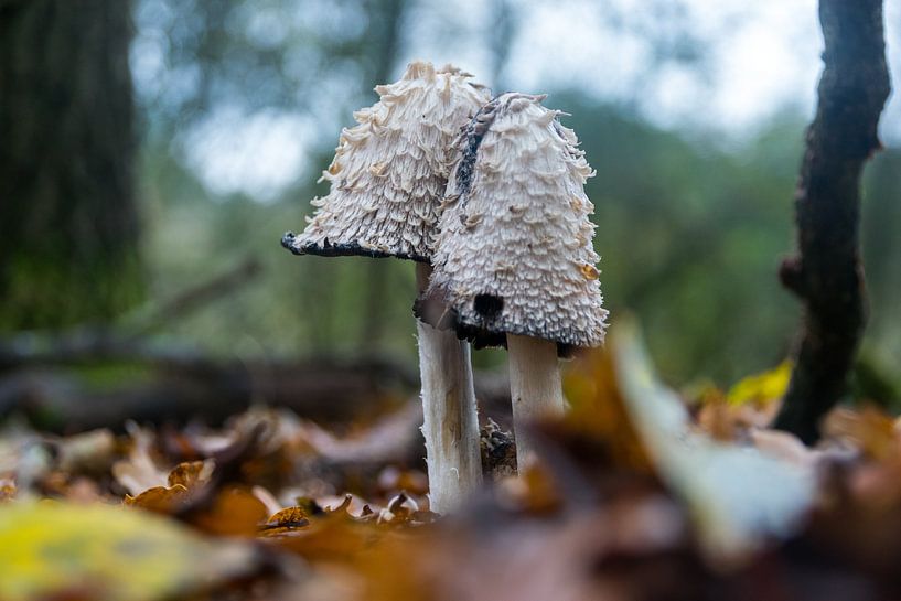 Two ink mushrooms in the forest by Linda Schouw