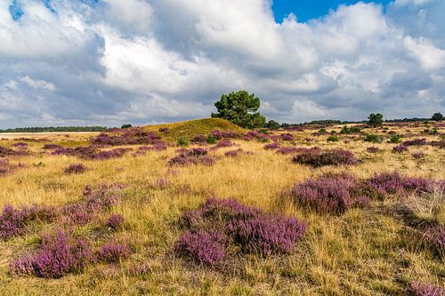 De Hoge Veluwe heideveld