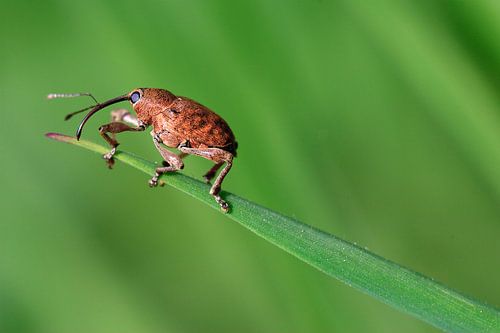 Op het Dak van de Wereld