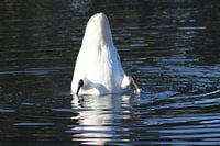 Swan in the water
