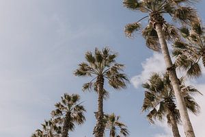 Palm bomen | Barcelona | Spanje van Roanna Fotografie