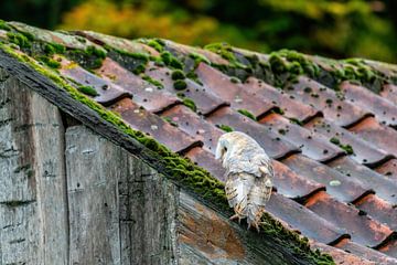 Barn owl on the edge of an old barn (Tyto alba)