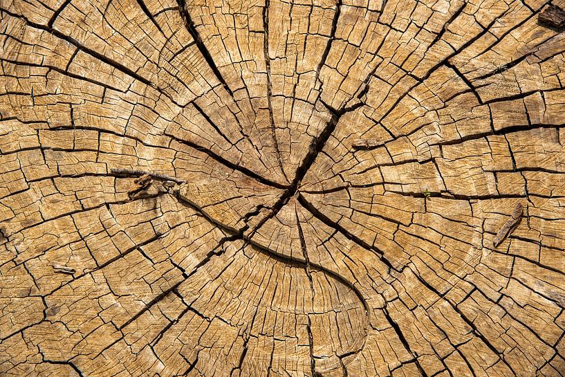 souche fendue d'un arbre scié par Jan Fritz
