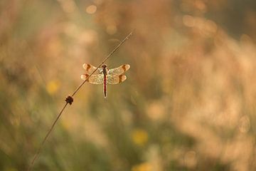 Ringed dragonfly at sunrise by Moetwil en van Dijk - Fotografie