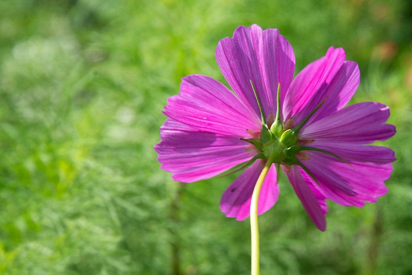 Cosmea, pink flower by CreaBrig Fotografie