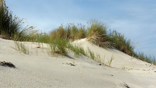 De duinen van Terschelling