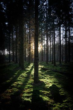 Das Moos im dunklen Wald von Martijn Brink
