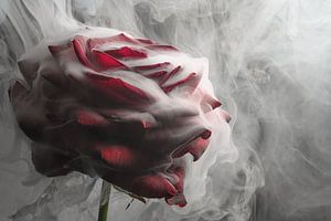 Drama im Licht: Eine rote Rose, umhüllt von Rauch
