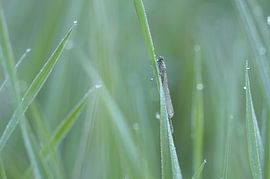 In het koude gras van Hans Bargerbos