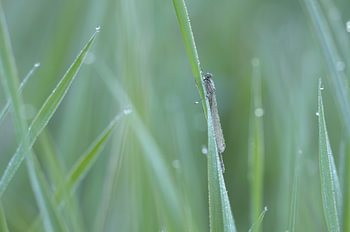 In het koude gras